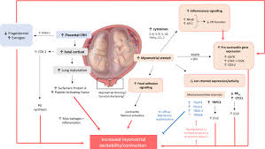 Image result for Multiple Gestation