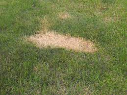 When we think of oil spills, we usually think of oil tankers spilling their cargo in oceans or seas. Gas Spill On Lawn Laidback Gardener