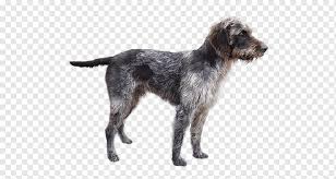 It is sometimes considered to be dutch in ancestry, due to the nationality of the breed founder, eduard karel korthals. Wirehaired Pointing Griffon German Wirehaired Pointer Cesky Fousek Picardy Spaniel Deutsch Stichelhaar Others Carnivoran Dog Like Mammal Dog Breed Png Pngwing