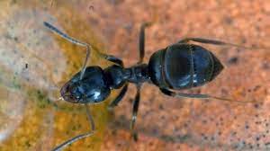 They eat and help a few ants will be killed; Black Garden Ant The Wildlife Trusts