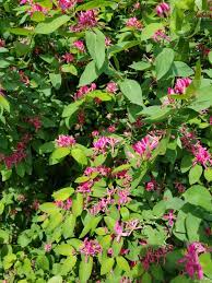 Pink Flowering Shrub By Street May 17 2018 Identified As Another Invasive Species Lonicera Tatarica Honeysuckle Flowering Shrubs Invasive Species Plants