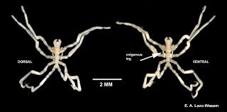 Image result for Pycnostachys orthodonta