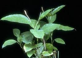 Image result for Culcasia falcifolia