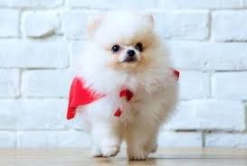 Unduh butterfly on hidung anjing wallpaper. Paling Bagus 23 Hd Wallpaper Cute Puppy Cute Pomeranian Puppy Hd Wallpapers Wallfive Hd Wallpapers Cute Pu Pomeranian Facts Cute Pomeranian Pomeranian Puppy