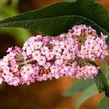 Maybe you would like to learn more about one of these? Flutterby Grande Peach Cobbler Podaras 5 Pp22144 From Nvk Nurseries