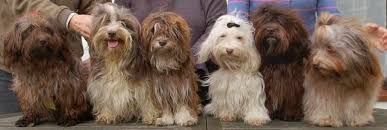 Havanese Havanese Dogs Havanese Havanese Puppies