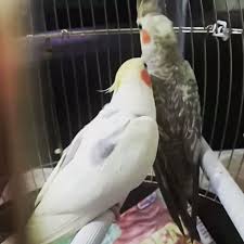 Subat Gel Cicikus Askim Diyor Kizarkadasini Cokkk Seviyor Opucuk Atiyor Sultan Papagan Cockatiel Love Friday Cockatiel Instagram Instagram Posts