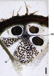 Image result for Marsileaceae