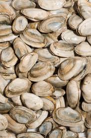 Check spelling or type a new query. Live Maine Steamers Harbor Fish Market