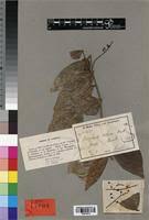 Image result for Dasylepis