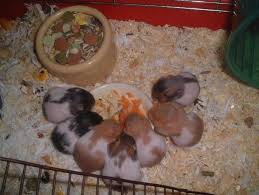 Cute Baby Hamsters Hamster Hamster Care Bear Hamster