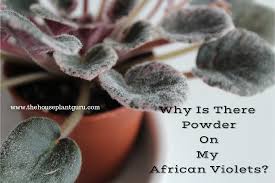 Your one stop shop for everything african violet Why Is There Powder On My African Violet Leaves The Houseplant Guru
