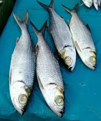 Laschet / der machtmenschliche armin laschet die b. Recipe Saute Fish Head Tarpon Silver King Tumis Kepala Ikan Bulan Bilingual Steemit