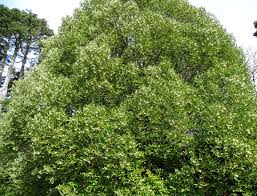 Image result for Antherotoma angustifolia