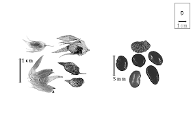 Image result for Pearsonia cajanifolia