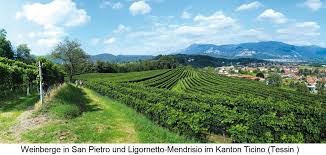 Mendrisio (in dialetto comasco mendrìis) è un comune svizzero del canton ticino, capoluogo del distretto omonimo, avente lo status di città e chiamato il magnifico borgo. Ticino Wein Plus Wine Lexicon