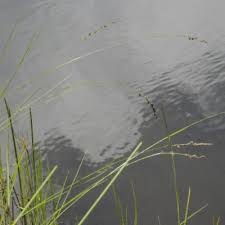 Image result for Kyllinga robinsoniana