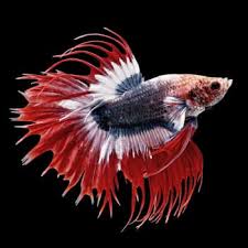 Yes, bettas can see colors. Types Of Betta Fish By Tail Pattern And Color With Photos
