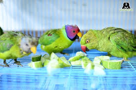 A Chance To Be Wild Again | Forest Voices Of India
