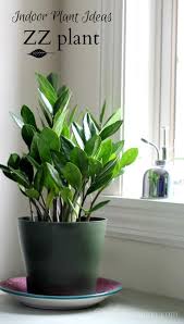 Indoor Plant Ideas The Zz Plant Plants Houseplants Low Light Indoor Plant Pots
