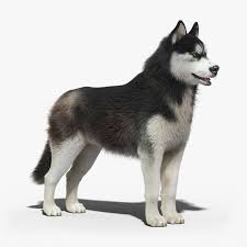 Siberian Husky Fur 3d Model Husky Siberian Husky 3d Model