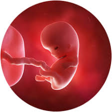Zum ende dieser woche werden die wichtigsten organe des babys vollständig. 9 Ssw Schwangerschaftswoche Happybabyness Com