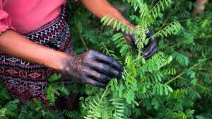 Image result for Indigofera dyeri