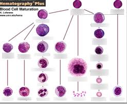 Blood Cell Maturation Chart Diagram Quizlet