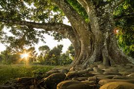 Peepal Tree Stock Photos And Royalty Free Images Vectors And Illustrations Adobe Stock