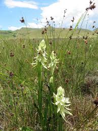 Image result for Satyrium trinerve