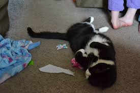 Assess your cat's body regularly in order to spot signs of illness, including dislocated joints. One Tough Cat Gracious Rain