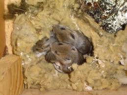 Birth control facts about birth control to help decide which type is right for you. Mice Deer Mice And Rodent Control And Removal Mn Minnesota Wild Animal Management
