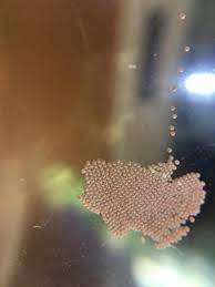If your paint is a darker color, don't use this, though, because it is a bleaching agent. Eggs And Larvae On Window All About Worms