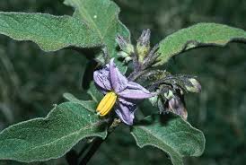 Image result for Solanum campylacanthum 'incanum type'
