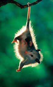 Pin By Lisa Ward On Amazing All Kind Of Animals And Nature Awesome Possum Animals Wild Opossum