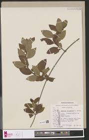 Image result for Mellera lobulata