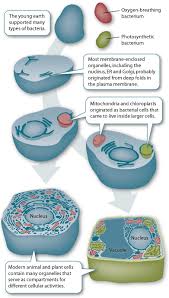 They are found in most mammalian cells, with notable exceptions in this article we will look at the structure and function of mitochrondria, and consider some clinical relevance. Mitochondria Structure And Function