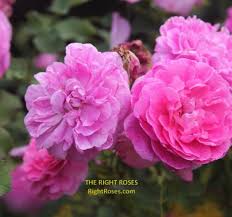 3.5ft x 4ft the right roses score. Olivia Rose Austin Review David Austin 2014 The Right Roses