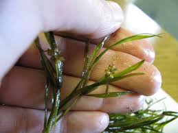 Image result for Potamogeton richardii