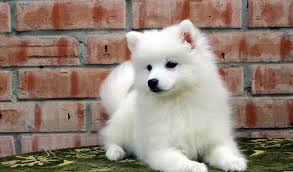 Japanese Spitz Detailed Guidelines Recommendations From Experts