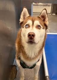 Patient pupperoni rocks matching harness and leash