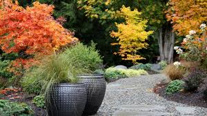 A velvet viking japanese maple. Garden Design Japanese Maple Garden Design Ideas Youtube