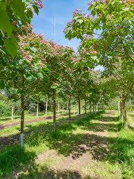 Image result for Clerodendrum melanocrater