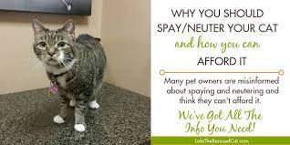 Why You Should Spay Neuter Your Cat And How You Can Afford It Cat Parenting Spay Cats