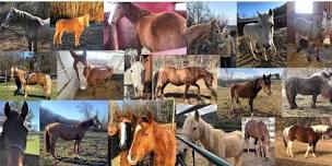 Volunteer Clinic — Hope's Legacy Equine Rescue