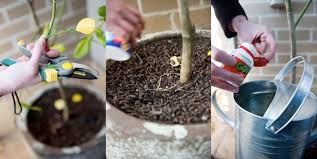 , which is 50 miles east of san francisco. Spotlight On Spice How To Grow A Kaffir Lime Tree Season With Spice