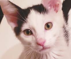 MAC Feels 'Misled' by New Plan RUNNING PRESIDENT