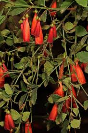 Image result for Halleria elliptica