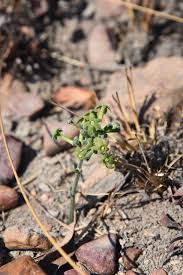 Image result for Trochomeria polymorpha