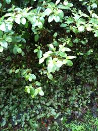 Maybe you would like to learn more about one of these? What Causes Azalea Leaves To Fall Off